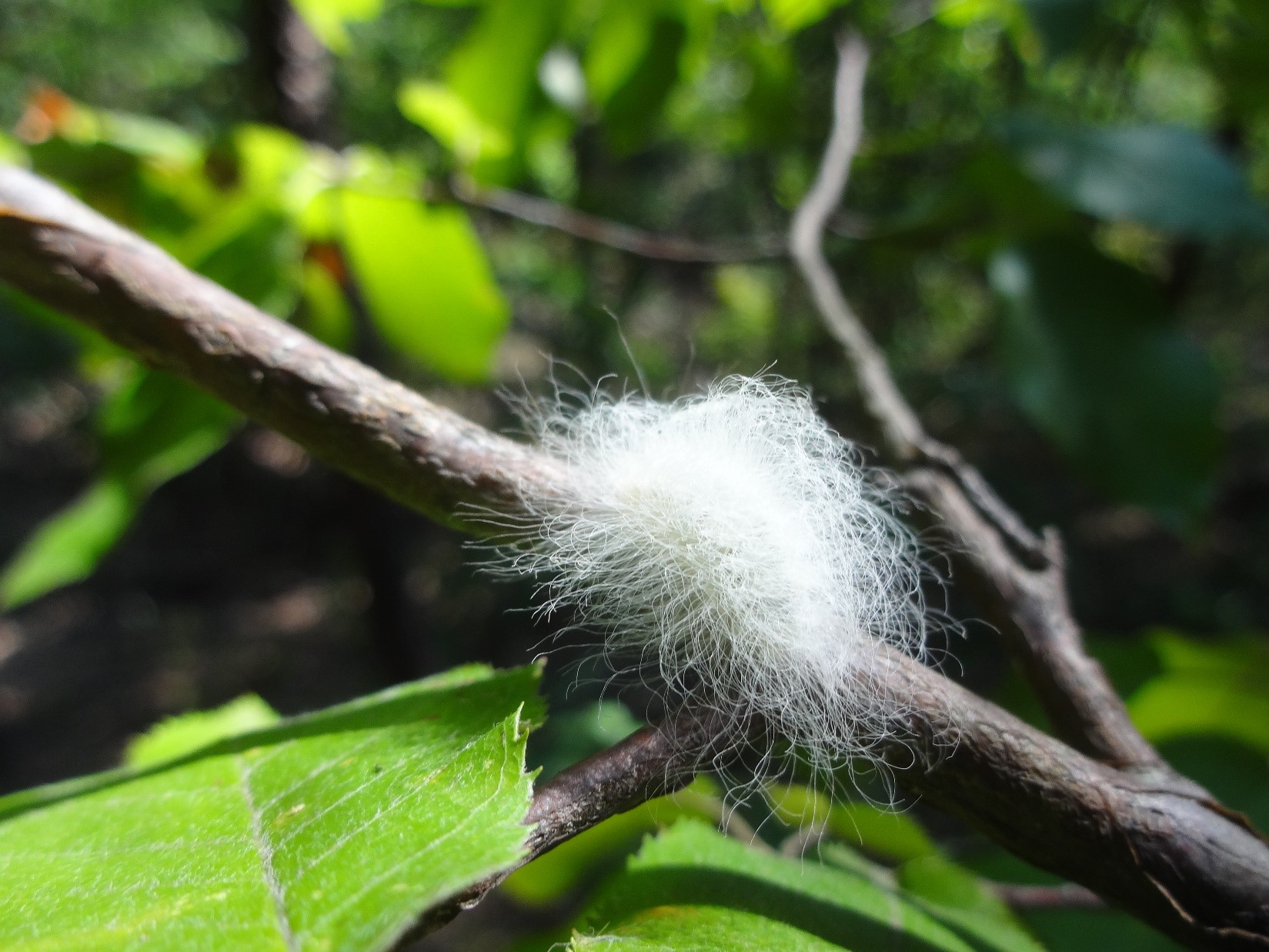 	Flannel moth caterpillar_ Luray_ Virginia SL Wendt